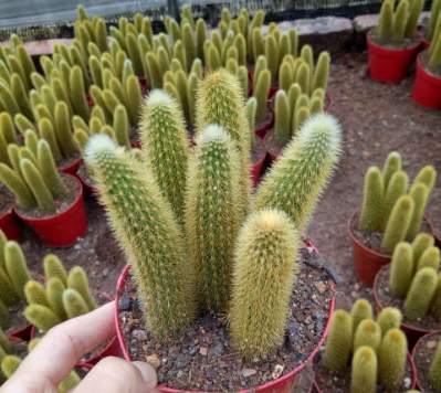 仙人掌爛莖原因