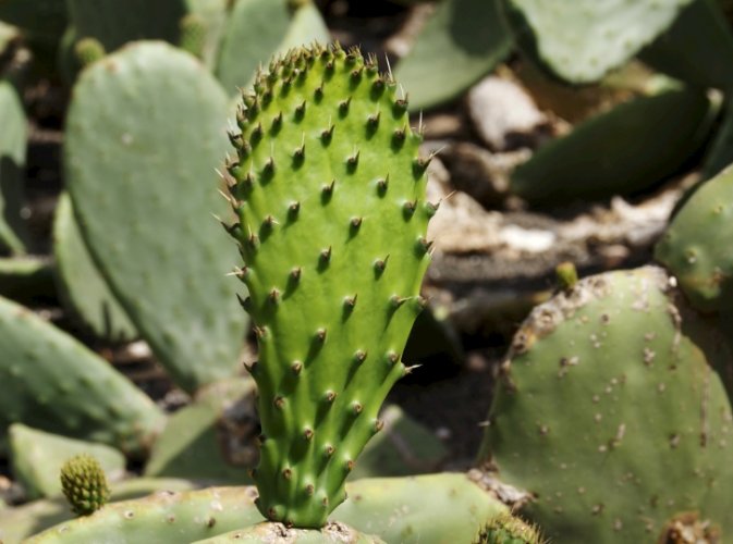 仙人掌爛莖治療