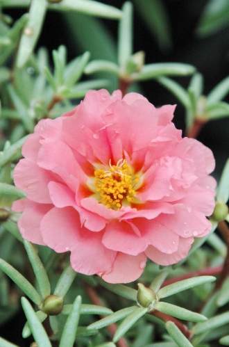 多肉植物繁殖方法 多肉植物繁殖方法