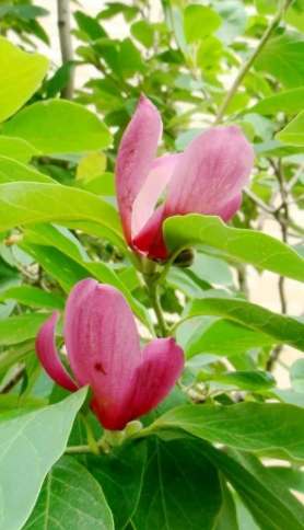 台灣玉蘭花賞花