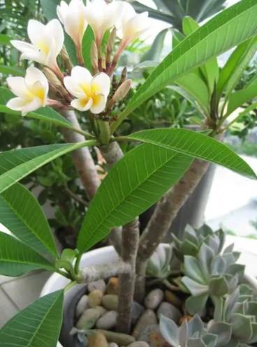 雞蛋花繁殖技巧 雞蛋花繁殖技巧