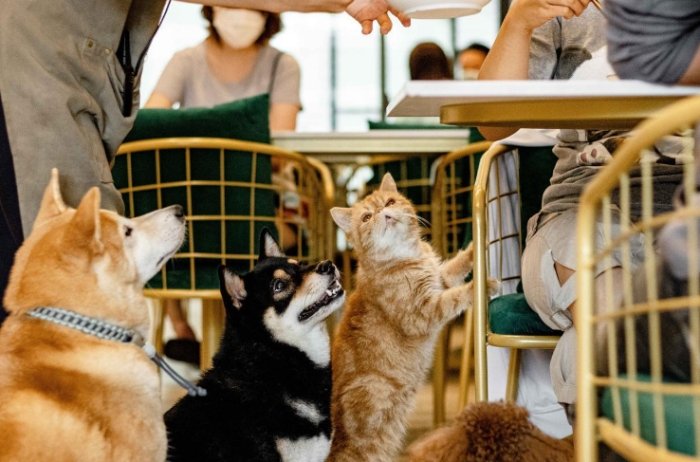 台南寵物友善咖啡廳