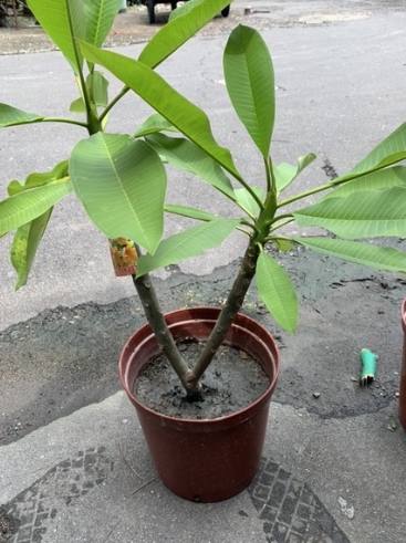 雞蛋花喬木養護 雞蛋花喬木養護