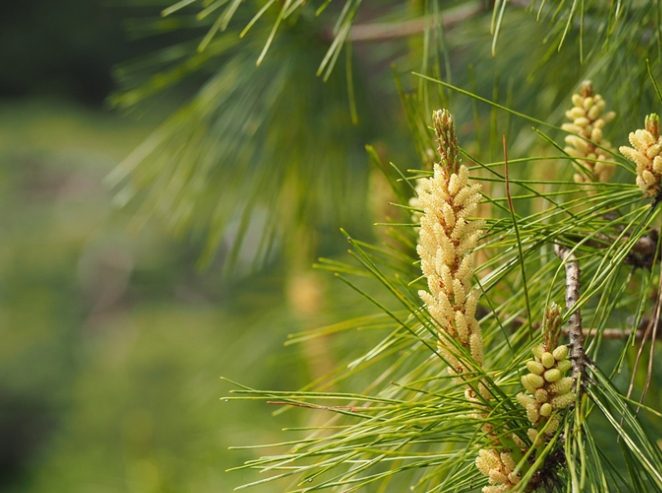 松葉花种植方法
