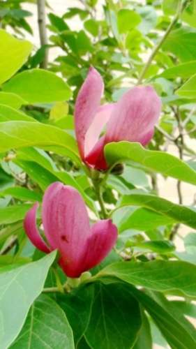 雞蛋花盆栽選擇 雞蛋花盆栽選擇