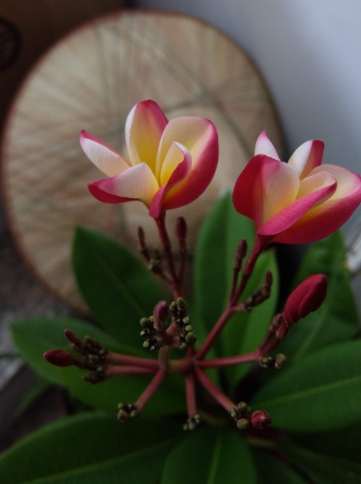 盆栽雞蛋花技巧