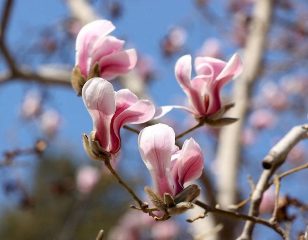 雞蛋花盆栽選擇 雞蛋花盆栽選擇