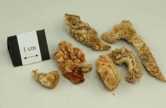 雞冠花枯萎原因