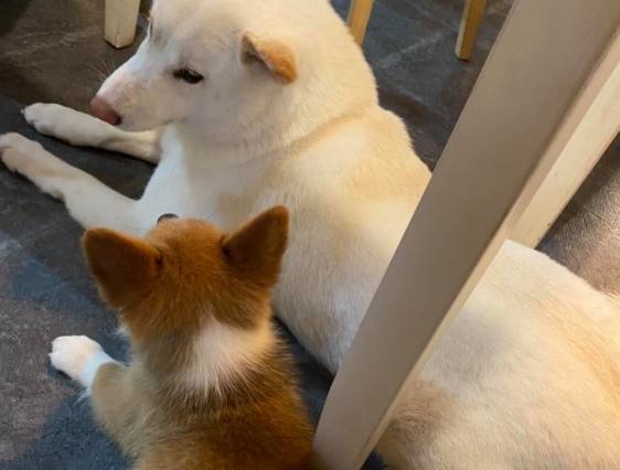 帶狗用餐台南 帶狗用餐台南