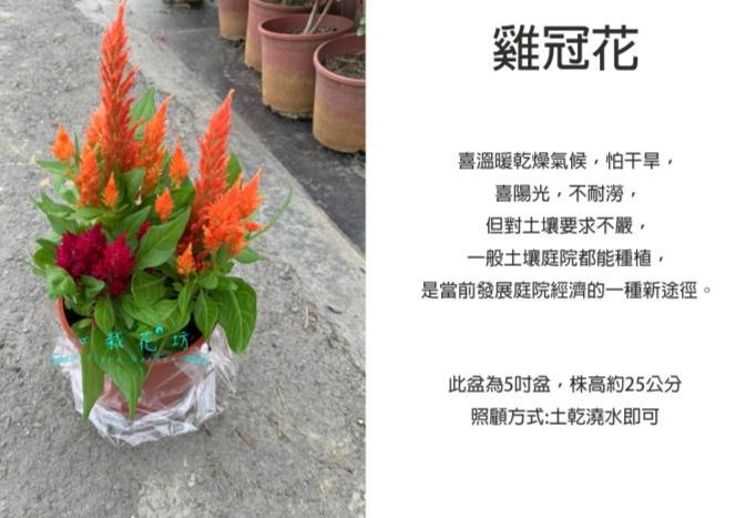 雞冠花枯萎原因