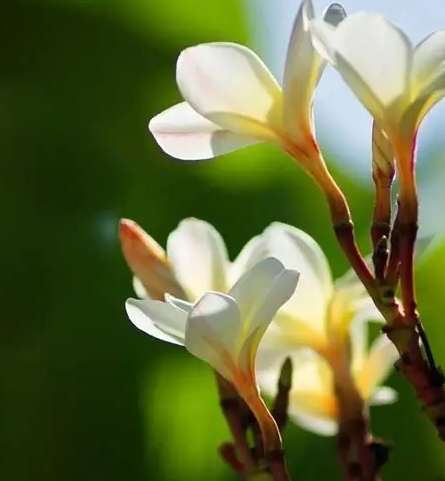 雞蛋花果實 雞蛋花果實