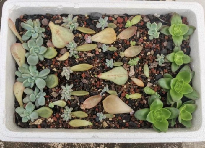 多肉植物土壤配方