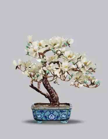 玉蘭花肥料比較