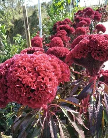 雞冠花發芽條件 雞冠花發芽條件