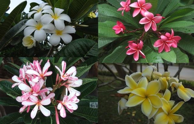 雞蛋花 喬木 雞蛋花 喬木