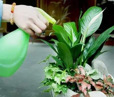 盆栽枯萎原因 盆栽枯萎原因