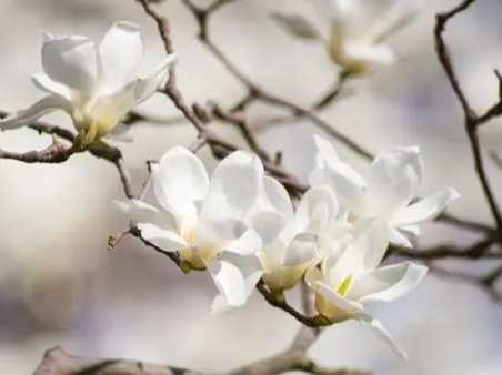 玉蘭花種子發芽