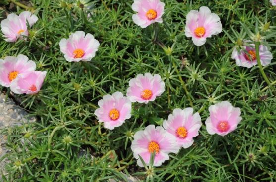 松葉牡丹防寒方法 松葉牡丹防寒方法