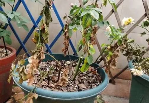 盆栽枯萎原因 盆栽枯萎原因