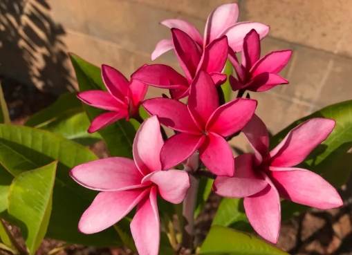 雞蛋花澆水方法 雞蛋花澆水方法