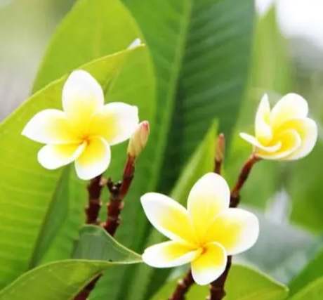 雞蛋花澆水注意事項 雞蛋花澆水注意事項