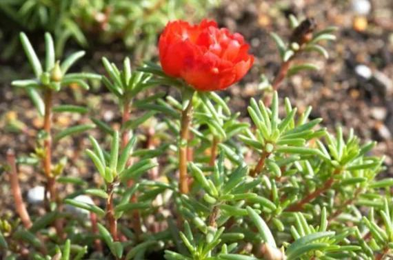 松葉牡丹水培常見問題