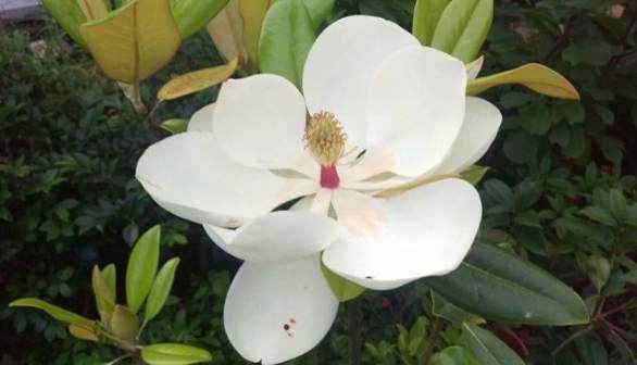 玉蘭花照顧技巧 玉蘭花照顧技巧