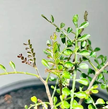 植物換盆技巧 植物換盆技巧