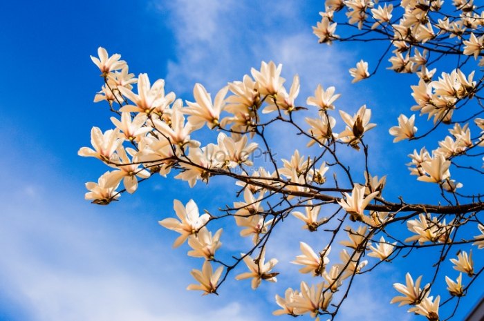 台灣玉蘭花賞花