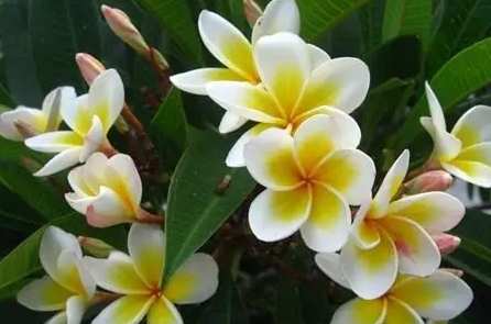 雞蛋花修剪時機 雞蛋花修剪時機