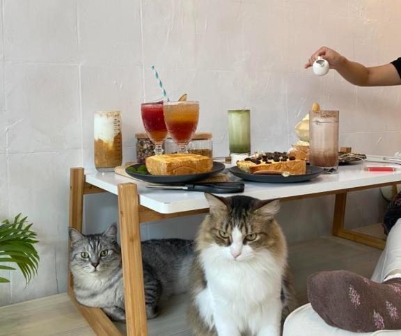 帶狗咖啡廳台南