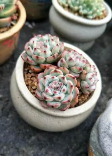 多肉植物澆水要點