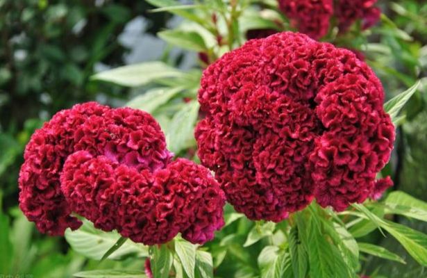 雞冠花種子繁殖