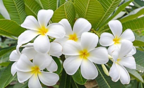 雞蛋花分枝方法 雞蛋花分枝方法