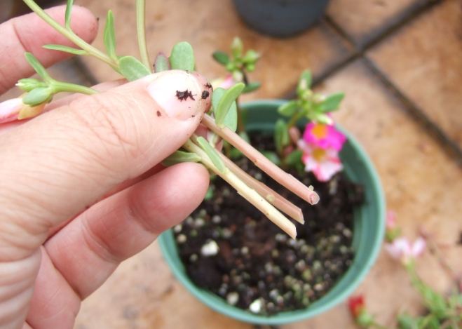 松葉牡丹種子種植方法 松葉牡丹種子種植方法