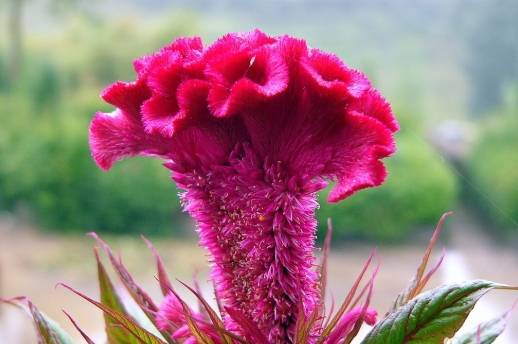 雞冠花種植方法 雞冠花種植方法