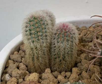 仙人掌軟化處理 仙人掌軟化處理