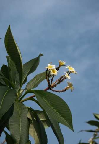 雞蛋花喬木養護 雞蛋花喬木養護