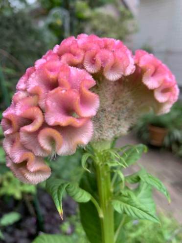 雞冠花播種技巧 雞冠花播種技巧