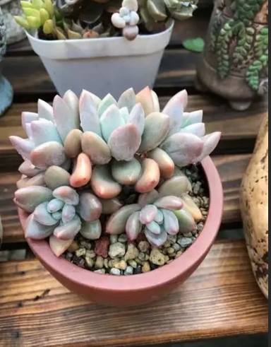 多肉換盆澆水時間 多肉換盆澆水時間