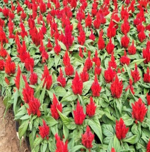 雞冠花種植方法 雞冠花種植方法