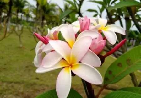 雞蛋花 喬木 雞蛋花 喬木