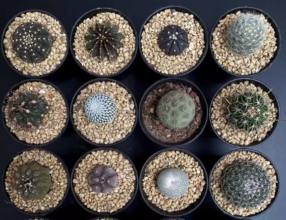 仙人掌根部腐爛