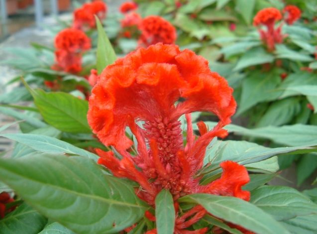 雞冠花種子繁殖