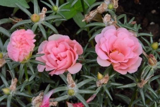 松葉牡丹冬季養護 松葉牡丹冬季養護