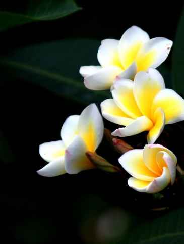 雞蛋花喬木品種 雞蛋花喬木品種