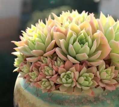 多肉換盆澆水時間 多肉換盆澆水時間