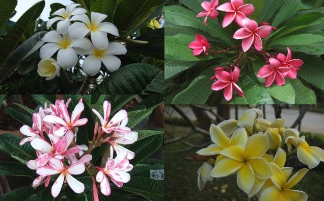 雞蛋花繁殖技巧 雞蛋花繁殖技巧