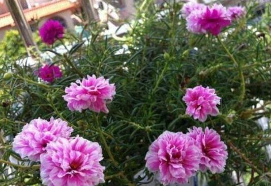 松葉牡丹過冬 松葉牡丹過冬