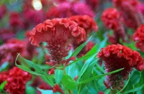 雞冠花種植季節